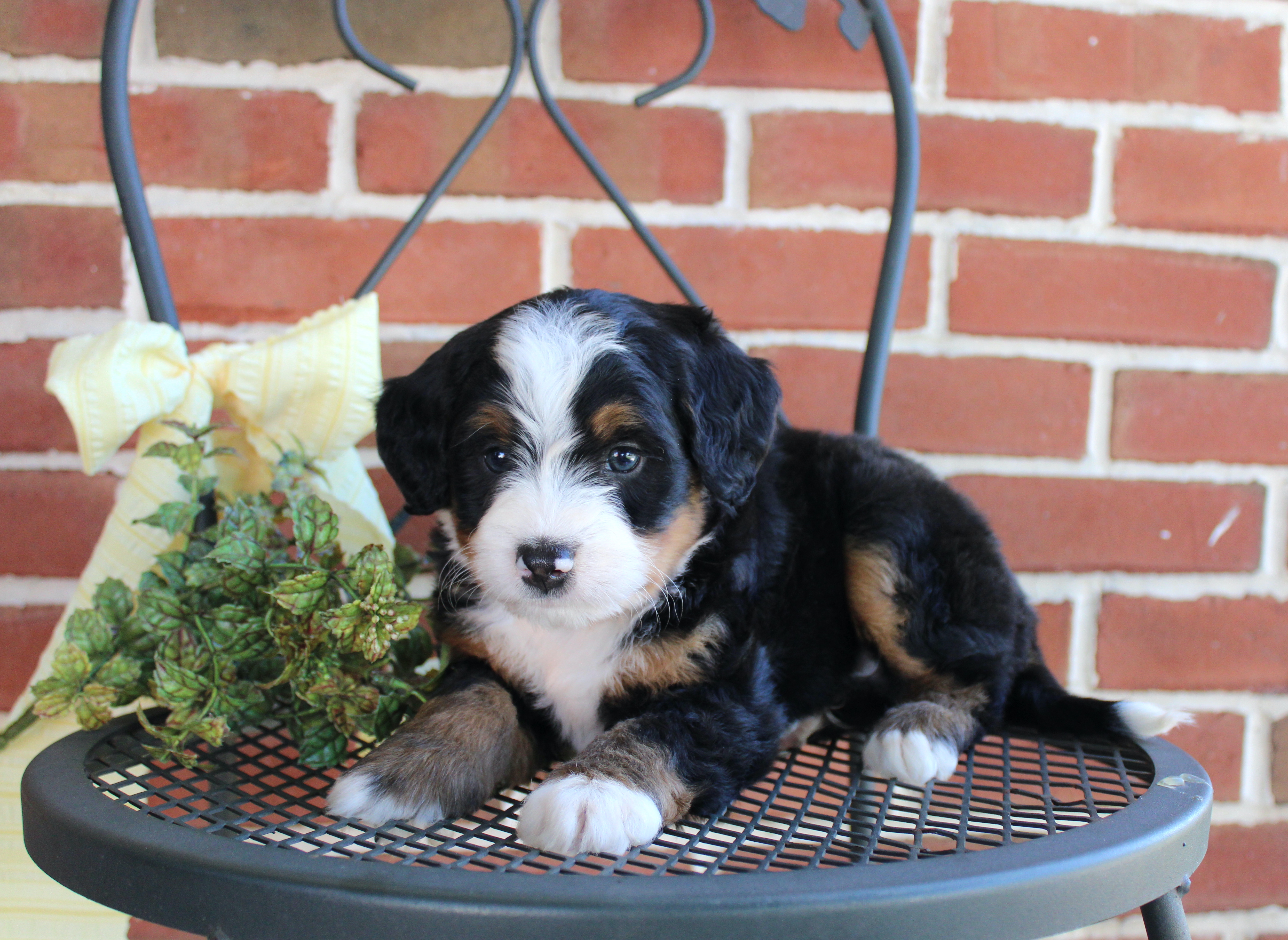 puppy, for, sale, Mini Bernedoodle, Emanuel  Glick, dog, breeder, Bird-In-Hand, PA, dog-breeder, puppy-for-sale, forsale, nearby, find, puppyfind, locator, puppylocator, aca